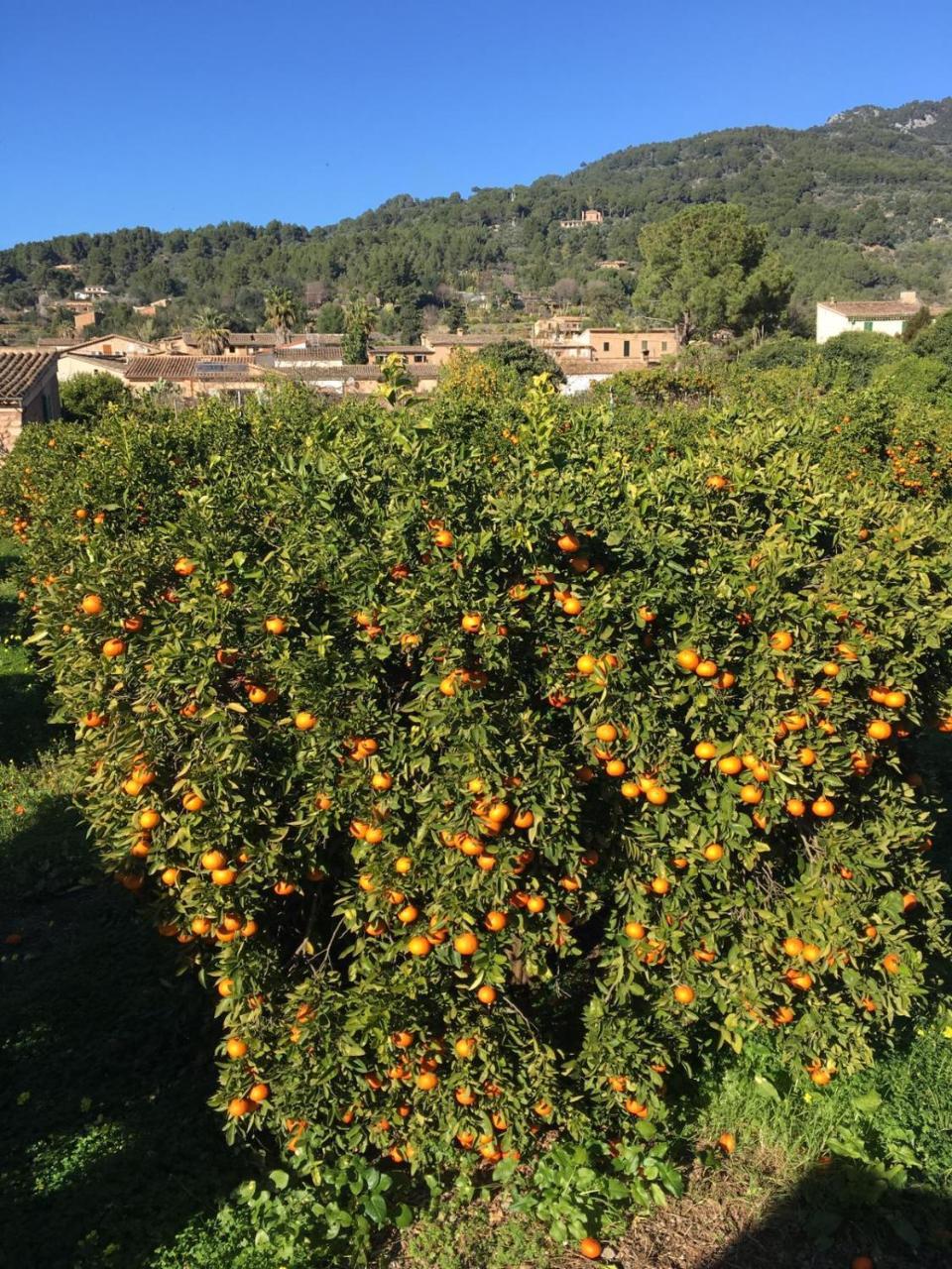 Finca Cas Sant Villa Soller Exterior photo