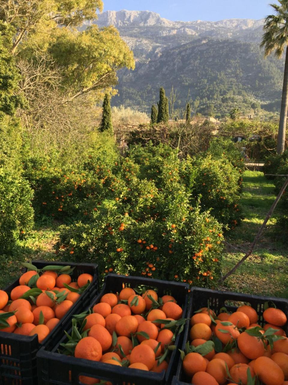 Finca Cas Sant Villa Soller Exterior photo